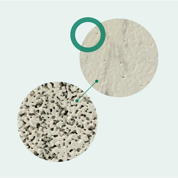 Supports balanced bone cell activity